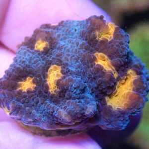 WYSIWYG Teal with orange mouth chalice #3