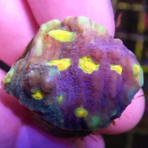 WYSIWYG Two-Face Chalice #1