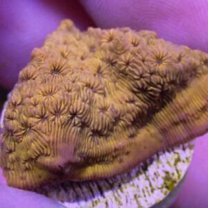 WYSIWYG Orange Pavona #1