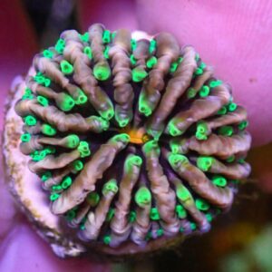 WYSIWYG Aquacultured Joker's Pinwheel Fungia #1