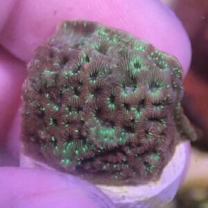 WYSIWYG Green Pavona #2