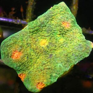 WYSIWYG OG Mummy Eye Chalice #1