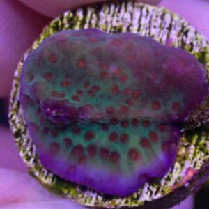 WYSIWYG Jedi Mind Trick Montipora #1