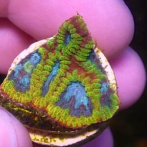 WYSIWYG Favia of the Gods #5