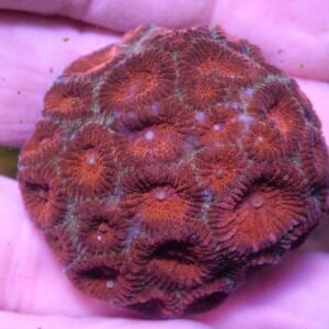 WYSIWYG Blood Moon Favia #1