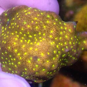 WYSIWYG CBS Sunny Day Psammacora #2