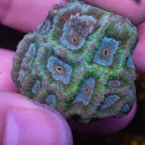 WYSIWYG CBS Teal Favia #4