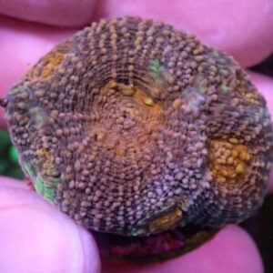 WYSIWYG CBS Christmas Acanthastrea rotundoflora #1