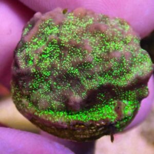 WYSIWYG Discoball Leptoseris #1