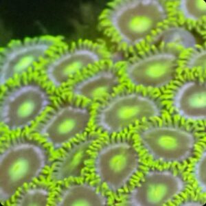 CBS Blueberry Pie Zoanthid