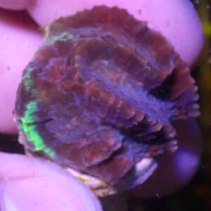 WYSIWYG Purple with Green Edge Maze Coral #1