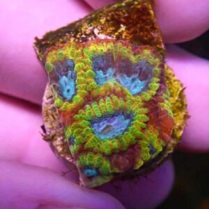 WYSIWYG Favia of the Gods #1