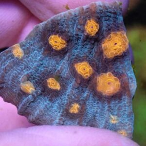 WYSIWYG Teal with orange mouth chalice #1