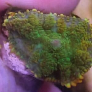 WYSIWYG Gold Rim Rhodactis #3