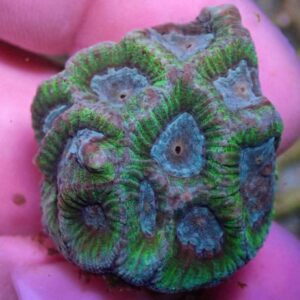 WYSIWYG CBS Teal Favia #5