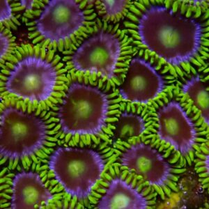 CBS Blueberry Pie Zoanthid