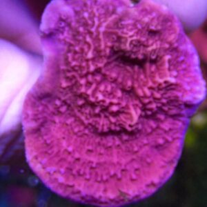 WYSIWYG Purple M. capricornis #2