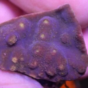 WYSIWYG Purple Turbinaria #1