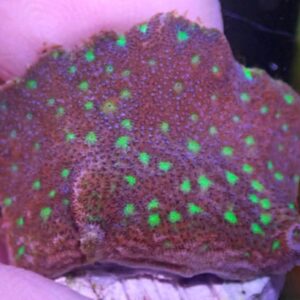 WYSIWYG CBS Northern Lights Psammacora #1