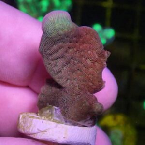 WYSIWYG Fan Pavona #2