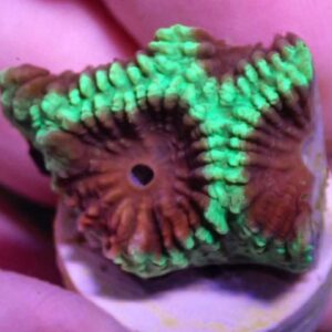 WYSIWYG Christmas Favia #2