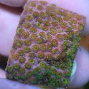 WYSIWYG Skittle Bomb Cyphastrea #2