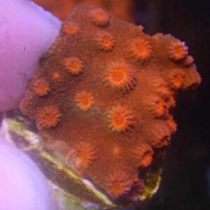WYSIWYG Red Cyphastrea #1