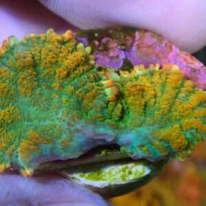 WYSIWYG Rainbow Citrus Rhodactis #1