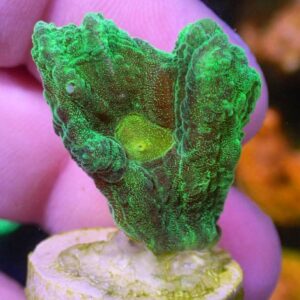 WYSIWYG Space Invader Pectinia #2