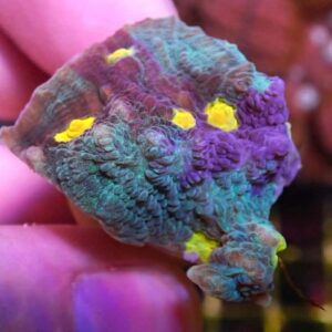 WYSIWYG Two-Face Chalice #2