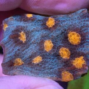 WYSIWYG Teal with orange mouth chalice #2