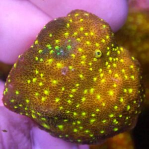 WYSIWYG CBS Sunny Day Psammacora #3