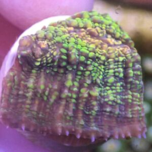 WYSIWYG CBS TMNT Chalice #2