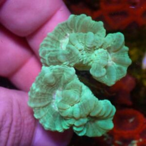 WYSIWYG Green Candy Cane #2