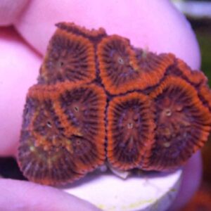 WYSIWYG Red "with teal streak" Favia #1