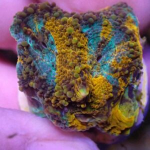 WYSIWYG Oozing Colour Echinata #2