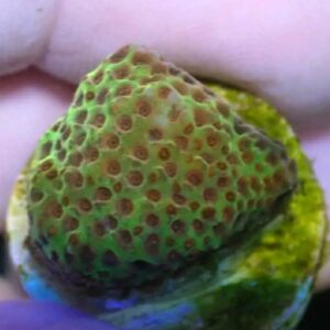 WYSIWYG Burning Banana Styloconeniella #1