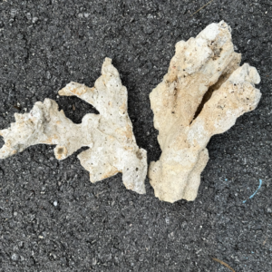 Dry Rock (Fancy) - per pound