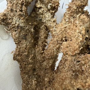 Live Rock (Fancy) - per pound