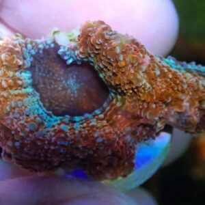 WYSIWYG Pink with teal mouths Bowerbanki #2