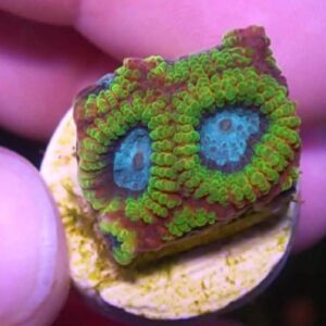 WYSIWYG Favia of the Gods #4