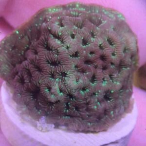 WYSIWYG Green Pavona #3