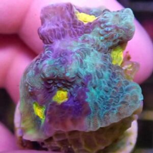 WYSIWYG Two-Face Chalice #3