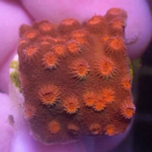 WYSIWYG Red Cyphastrea #2