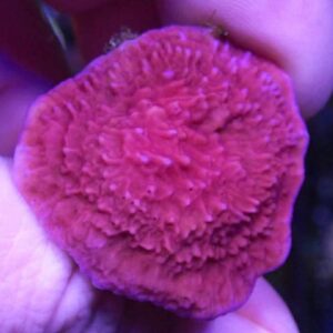 WYSIWYG Purple M. capricornis #1