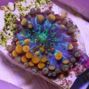 WYSIWYG Orange R. yuma #3