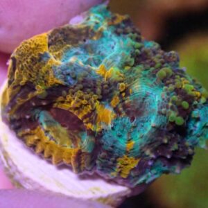 WYSIWYG CBS Oozing Colour Echinata #1