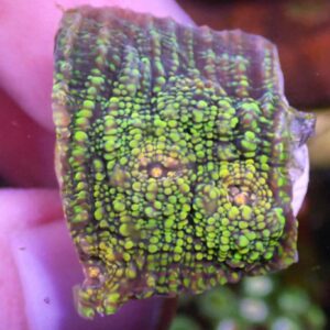 WYSIWYG CBS TMNT Chalice #3