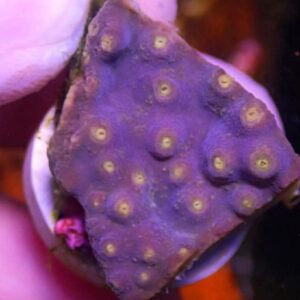 WYSIWYG Purple Turbinaria #2