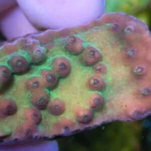 WYSIWYG Green Turbinaria #1